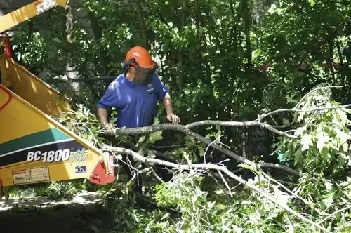 tree services Mesick
